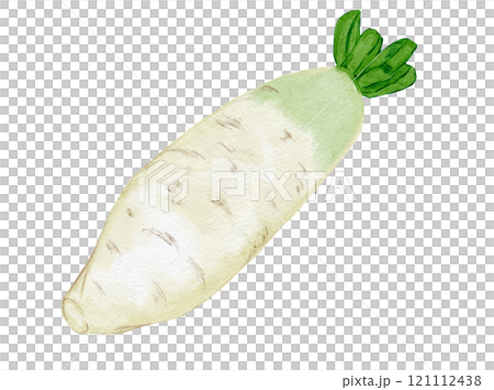 水彩風格繪製的有機新鮮蘿蔔向量圖素材 121112438