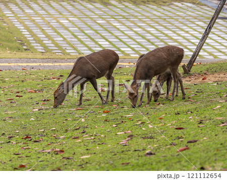 草を食べる奈良公園の鹿 草を食べる奈良公園の鹿 121112654