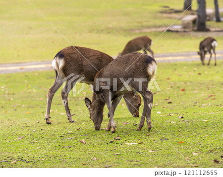 草を食べる奈良公園の鹿 121112655