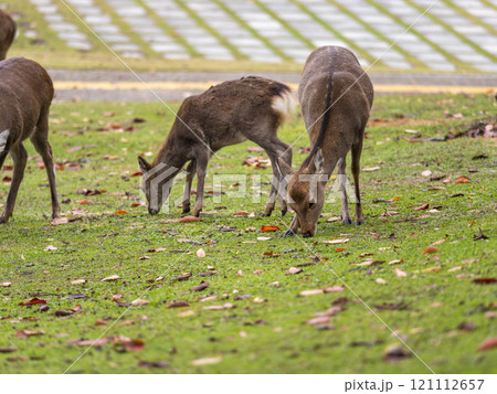 草を食べる奈良公園の鹿 121112657