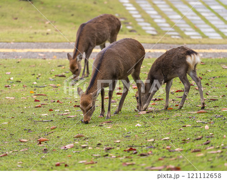 草を食べる奈良公園の鹿 草を食べる奈良公園の鹿 121112658