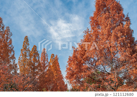 紅葉したメタセコイア　城北公園　大阪市 121112680