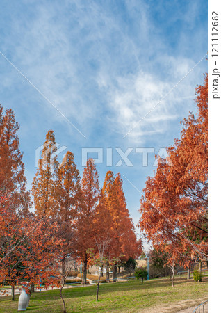 紅葉したメタセコイア　城北公園　大阪市 121112682