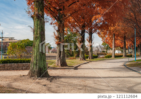 紅葉したメタセコイア 城北公園 大阪市 紅葉したメタセコイア 城北公園 大阪市 121112684
