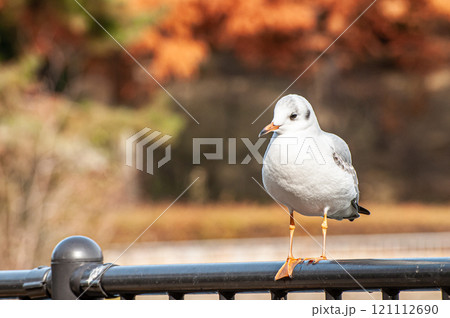 ユリカモメ 城北公園 大阪市 ユリカモメ 城北公園 大阪市 121112690