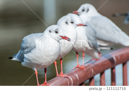 手すりの上に並ぶユリカモメ　城北公園　大阪市 121112710