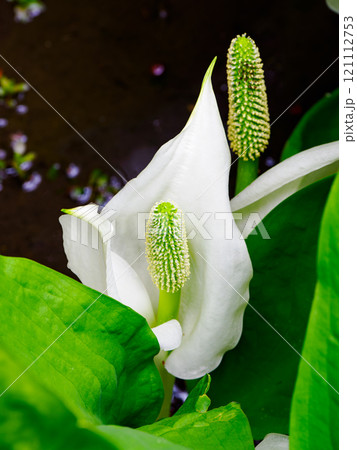 水芭蕉 水芭蕉 121112753