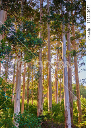 Sunset forest close to Cape Town, South Africa. Wild forest with green foliage under the trees. Bush growing between trees on a beautiful sunny evening just before sunset on a natural lush landscape 121113074