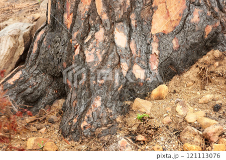 Closeup of burnt tree stump on rural landscape. Zoom in on scorched texture and patterns of stump after forest wildfire. Details of effects of environmental damage after a devastating fire in nature Closeup of burnt tree stump on rural landscape. Zoom in on scorched texture and patterns of stump after forest wildfire. Details of effects of environmental damage after a devastating fire in nature 121113076