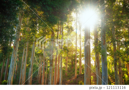 Landscape of a forest with beams of light shining through trees. Below of lots of tall pin tree trunks in the woods at sunset. A green forest for hiking and exploring close to Cape Town, South Africa Landscape of a forest with beams of light shining through trees. Below of lots of tall pin tree trunks in the woods at sunset. A green forest for hiking and exploring close to Cape Town, South Africa 121113116
