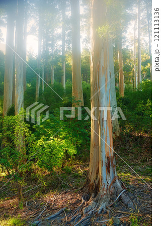 A green forest for hiking and exploring close to Cape Town, South Africa. Landscape of a forest with bright sunlight at sunset. Many tall trees with trunks of pine in the woods at sunset. A green forest for hiking and exploring close to Cape Town, South Africa. Landscape of a forest with bright sunlight at sunset. Many tall trees with trunks of pine in the woods at sunset. 121113136