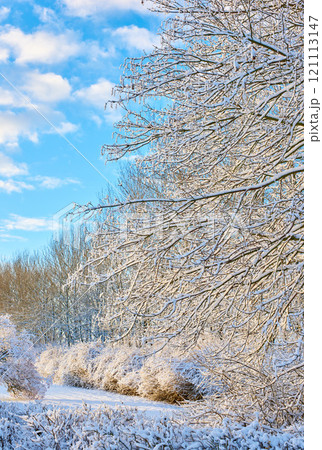 Frosted tree branches and leaves frozen from cold weather. Frosty branches against a blue sky with iced bushes. A white snow covered landscape winter day with copyspace and a background of the sky. Frosted tree branches and leaves frozen from cold weather. Frosty branches against a blue sky with iced bushes. A white snow covered landscape winter day with copyspace and a background of the sky. 121113147