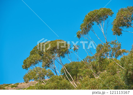 Trees growing on an uphill mountain. Remote organic mountain nature reserve on Table mountain in Cape Town on a sunny summer day. Tall green trees grow against a clear blue sky in South Africa. Trees growing on an uphill mountain. Remote organic mountain nature reserve on Table mountain in Cape Town on a sunny summer day. Tall green trees grow against a clear blue sky in South Africa. 121113167