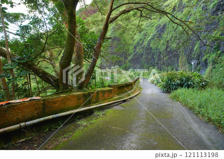 Abandoned mountain road in a rainforest. Native indigenous forests of Oahu near the old Pali Highway Crossing in Hawaii. Overgrown wilderness in a mysterious landscape. Hidden wonders on hiking trail Abandoned mountain road in a rainforest. Native indigenous forests of Oahu near the old Pali Highway Crossing in Hawaii. Overgrown wilderness in a mysterious landscape. Hidden wonders on hiking trail 121113198