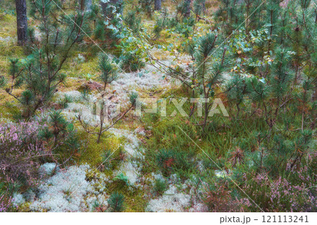 Beautiful nature and forest with white flowers or plants growing on the ground. Green shrubs on a summer day in the landscape of Europe. Natural scenic view with lush grass outdoors in spring 121113241