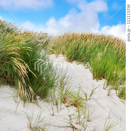 Beach landscape of sand dunes under cloudy blue sky copy space on the west coast of Jutland in Loekken, Denmark. Closeup of tufts of green grass growing on an empty beach during a sunny summer day Beach landscape of sand dunes under cloudy blue sky copy space on the west coast of Jutland in Loekken, Denmark. Closeup of tufts of green grass growing on an empty beach during a sunny summer day 121113256