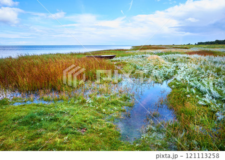 A beautiful greenery field. A view of wild geese flying over a bog on a cloudy horizon. A dreamy nature scene in the spring of swamp land, reeds, and wildflowers. grass moving from light wind 121113258