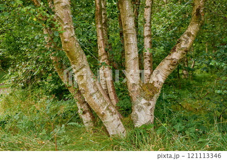 Bright green forest with oak trees and lush foliage on a summer day. Deep vibrant woodland with a sunny day and beautiful nature. Peaceful natural landscape in the wild. Wilderness in summer Bright green forest with oak trees and lush foliage on a summer day. Deep vibrant woodland with a sunny day and beautiful nature. Peaceful natural landscape in the wild. Wilderness in summer 121113346