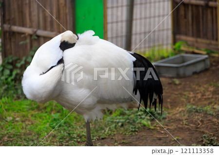 片足立ちで寝るタンチョウ 片足立ちで寝るタンチョウ 121113358