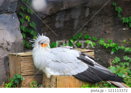 動物園のヘビクイワシ 動物園のヘビクイワシ 121113372