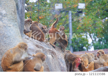 動物園のアカゲザル 121113386