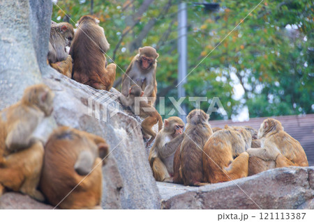 動物園のアカゲザル 121113387