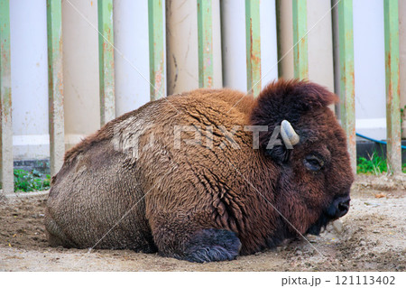 動物園のアメリカバイソン 121113402