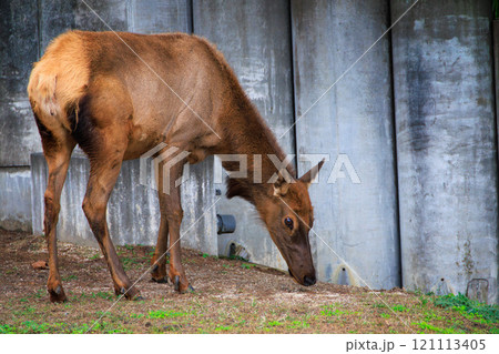 動物園のワピチ 121113405