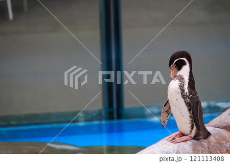動物園のフンボルトペンギン 121113408