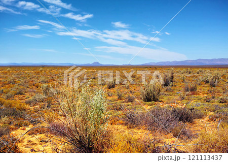 Fynbos in Table Mountain National Park, Cape of Good Hope, South Africa. Scenic landscape environment with fine bush indigenous plant and flower species in nature. Blue sky background with copyspace Fynbos in Table Mountain National Park, Cape of Good Hope, South Africa. Scenic landscape environment with fine bush indigenous plant and flower species in nature. Blue sky background with copyspace 121113437