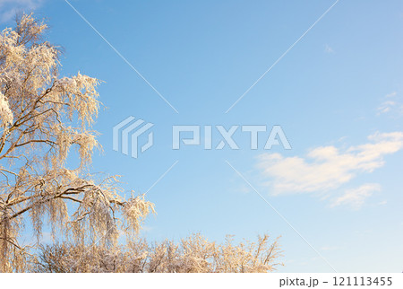 Tree branches covered in snow in winter against a clear sky background with copyspace. Frozen leaves and branches of a tall tree. Snow melting off green leaves in early spring after snowfall outside Tree branches covered in snow in winter against a clear sky background with copyspace. Frozen leaves and branches of a tall tree. Snow melting off green leaves in early spring after snowfall outside 121113455