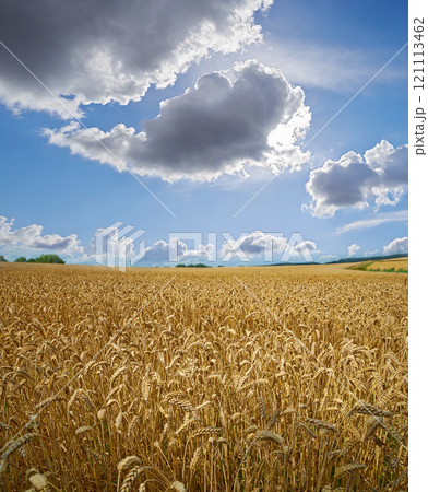 Sun clearing clouds on a wheat farm with copyspace. Sun rays shining on barley growing on rural organic farmland. Rye growing on open field with copy space. Sustainable agriculture in the countryside Sun clearing clouds on a wheat farm with copyspace. Sun rays shining on barley growing on rural organic farmland. Rye growing on open field with copy space. Sustainable agriculture in the countryside 121113462