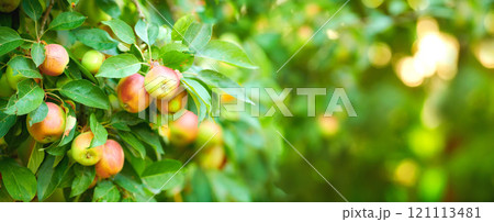 Closeup of apples growing on a tree in a sustainable orchard on a sunny day outdoors. Juicy, nutritious, and fresh organic fruit growing in a scenic green landscape. Ripe produce ready for harvest Closeup of apples growing on a tree in a sustainable orchard on a sunny day outdoors. Juicy, nutritious, and fresh organic fruit growing in a scenic green landscape. Ripe produce ready for harvest 121113481