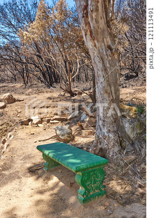 Burnt forest trees from wildfire in remote woods. Destruction aftermath, deforestation from uncontrollable nature bushfire in woodland. Dry plants, arid, barren wildlife. Human error, global warming 121113491