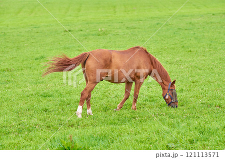 One brown horse grazing on an open green field on a meadow with copyspace. Chestnut pony or young foal eating grass on a ranch in the countryside. Tame equestrian farm animal freely roaming a pasture 121113571