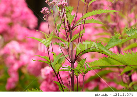 A closeup view of Eupatorium Fortunei on a long purple stem with a blur pink background in a graden. The perennial Pink Frost shows the pink flowers and long variegated foliage leaves in nature. A closeup view of Eupatorium Fortunei on a long purple stem with a blur pink background in a graden. The perennial Pink Frost shows the pink flowers and long variegated foliage leaves in nature. 121113579