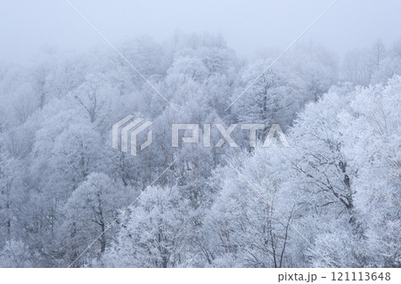 霧氷の森 霧氷の森 121113648