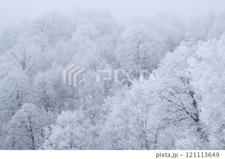 霧氷の森 121113649