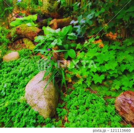 Fern and tropical plants in the forest. ferns leaf green and natural floral fern background on sunny days. Beautiful ferns leave green foliage. Big grown ferns around the hug stone and other plants. Fern and tropical plants in the forest. ferns leaf green and natural floral fern background on sunny days. Beautiful ferns leave green foliage. Big grown ferns around the hug stone and other plants. 121113660
