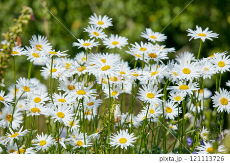 Bunch of daisy flowers growing in a field in summer. Marguerite floral plants flourishing on a green field in spring. White daisies blossoming in a backyard garden. Bright flora blooming in nature Bunch of daisy flowers growing in a field in summer. Marguerite floral plants flourishing on a green field in spring. White daisies blossoming in a backyard garden. Bright flora blooming in nature 121113726