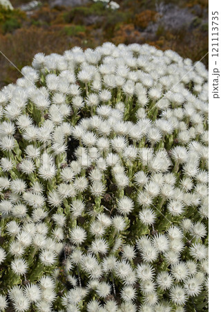 Fynbos in Table Mountain National Park, Cape of Good Hope, South Africa. Closeup from above of scenic landscape environment with white fine bush indigenous plant and flower species growing in nature Fynbos in Table Mountain National Park, Cape of Good Hope, South Africa. Closeup from above of scenic landscape environment with white fine bush indigenous plant and flower species growing in nature 121113735