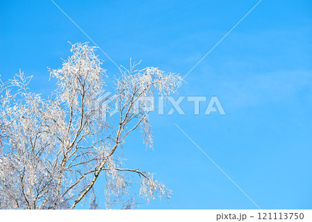 Branches of a tree covered in snow on a sunny day against a blue sky with copy space. Frozen twigs and leaves. Below details of frosty branches on a tree in the forest. Fresh snowfall in the woods Branches of a tree covered in snow on a sunny day against a blue sky with copy space. Frozen twigs and leaves. Below details of frosty branches on a tree in the forest. Fresh snowfall in the woods 121113750