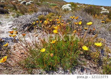 Closeup of flowering yellow daisies or fynbos growing on Table Mountain National Park, Cape of Good Hope, South Africa. Bush of fresh blossoming plants sprouting on a field in a remote and wild area Closeup of flowering yellow daisies or fynbos growing on Table Mountain National Park, Cape of Good Hope, South Africa. Bush of fresh blossoming plants sprouting on a field in a remote and wild area 121113773