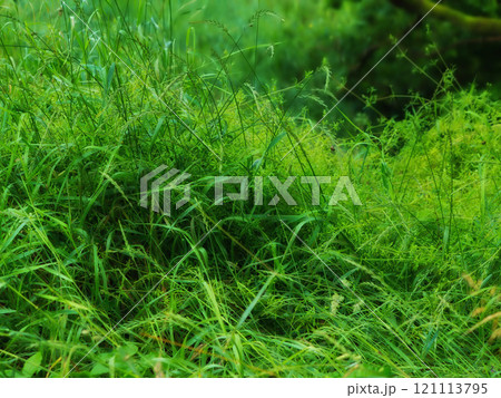 Closeup of long green grass with lush sedge growing in a garden or a swamp in summer. A mass of tall leafy weeds in a forest. An overgrown lawn in a backyard for a fresh, moist vegetative environment Closeup of long green grass with lush sedge growing in a garden or a swamp in summer. A mass of tall leafy weeds in a forest. An overgrown lawn in a backyard for a fresh, moist vegetative environment 121113795