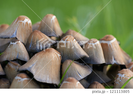A closeup view of a heap of mushrooms. Macro view of mushrooms with green grass. The group of wild fungi in a forest on green blur background. Small brown fungus in green moss. Coprinus micaceus. 121113805