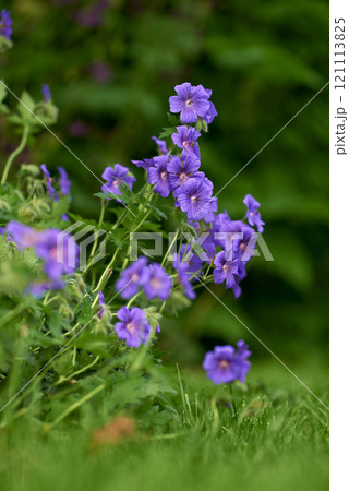 Beautiful purple flowers in a green garden. Vibrant meadow Cranesbill blooming in spring. Bright flowerheads growing in a park. Gardening Geranium pratense for a colorful and fresh backyard 121113825