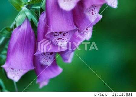 Foxglove flower blooming on branch of tree in a botanical garden. Closeup of a pretty summer flower growing in nature. Petals blossoming on floral plant in a backyard. Flowerhead blossoming in a park Foxglove flower blooming on branch of tree in a botanical garden. Closeup of a pretty summer flower growing in nature. Petals blossoming on floral plant in a backyard. Flowerhead blossoming in a park 121113831
