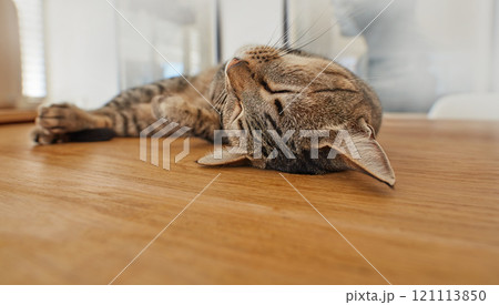 Cute cat sleeping on living room floor at home. Adorable feline taking nap in the day on a wooden surface. Domesticated animal laying in the lounge. Relaxed pet resting in a house. Happy cat napping Cute cat sleeping on living room floor at home. Adorable feline taking nap in the day on a wooden surface. Domesticated animal laying in the lounge. Relaxed pet resting in a house. Happy cat napping 121113850