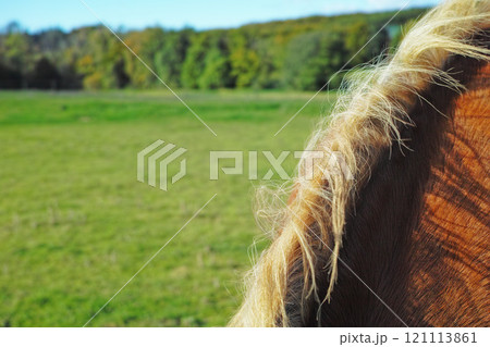 Horse mane with copyspace on a scenic farm landscape in the countryside. Closeup of fluffy hair and soft coat of a brown stallion grazing on a lush green pasture on a sunny day. Horse mane with copyspace on a scenic farm landscape in the countryside. Closeup of fluffy hair and soft coat of a brown stallion grazing on a lush green pasture on a sunny day. 121113861