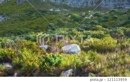 Copyspace with scenic landscape view of grass, bushes and shrubs growing in a remote hiking trail of Table Mountain in Cape Town, South Africa. Lush green vegetation growing on a nature reserve Copyspace with scenic landscape view of grass, bushes and shrubs growing in a remote hiking trail of Table Mountain in Cape Town, South Africa. Lush green vegetation growing on a nature reserve 121113959